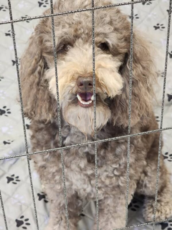 A doodle at the kennel gate