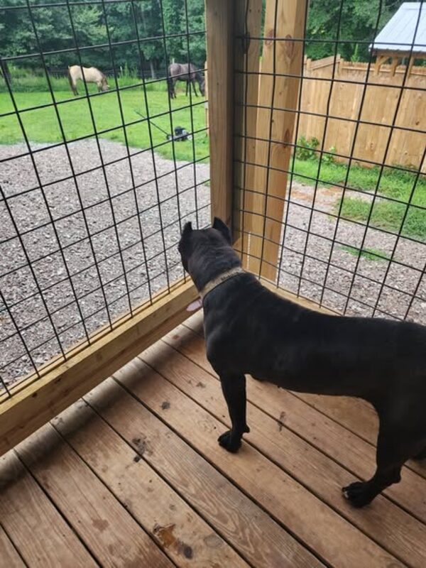 A dog on the covered deck looking out at the yard