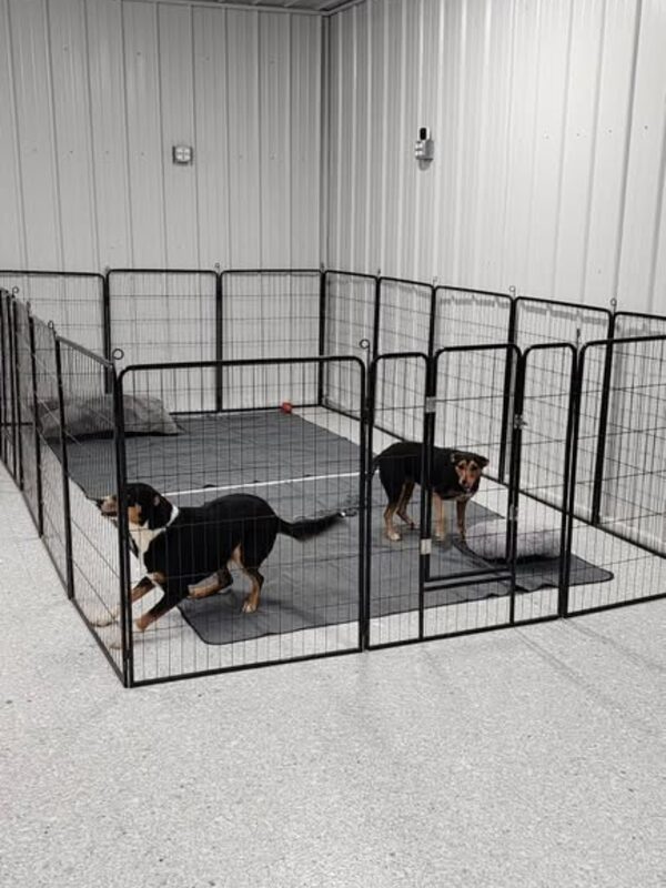 Two dogs in an indoor exercise pen