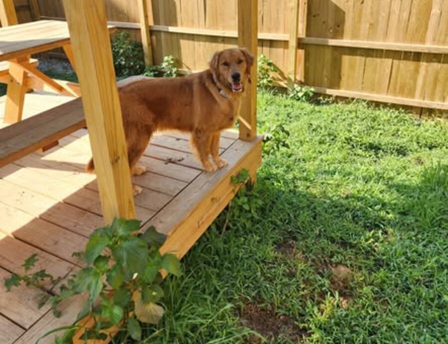 A golden retriever in the fenced play yard at Dogtown Kennels